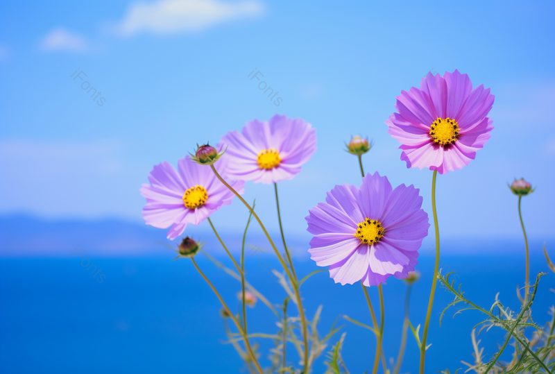 在春天温暖的环境下有花朵盛开背景图,高清,摄影图,摄影图片,图片大全,摄影图免费下载